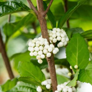 Schoonvrucht - Callicarpa bod. Magical Snow Queen