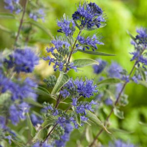 Blauwe spirea / Baardbloem - Caryopteris cland. 'Heavenly Blue'