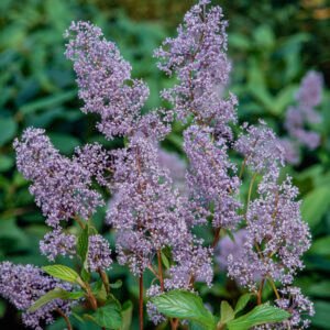 Sering - Ceanothus del. 'Gloire de Versaille'