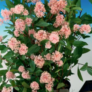 Herfstsering - Ceanothus pallidus 'Marie Simon'