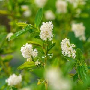 Sering - Ceanothus thyr. 'Millerton Point'