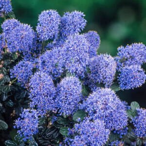 Herfstsering - Ceanothus thyrsiflorus repens