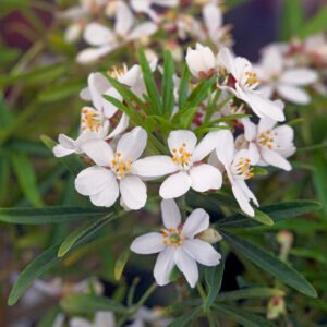 Oranjebloesem - Choisya 'Aztec Pearl'