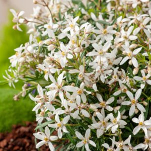 Oranjebloesem - Choisya t. White Dazzler