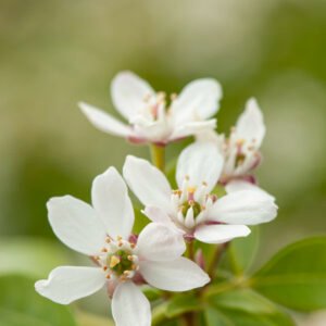 Oranjebloesem - Choisya ternata