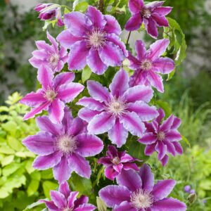 Bosrank - Clematis 'Dr Ruppel'