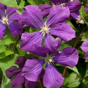 Bosrank - Clematis 'Etoile Violette'