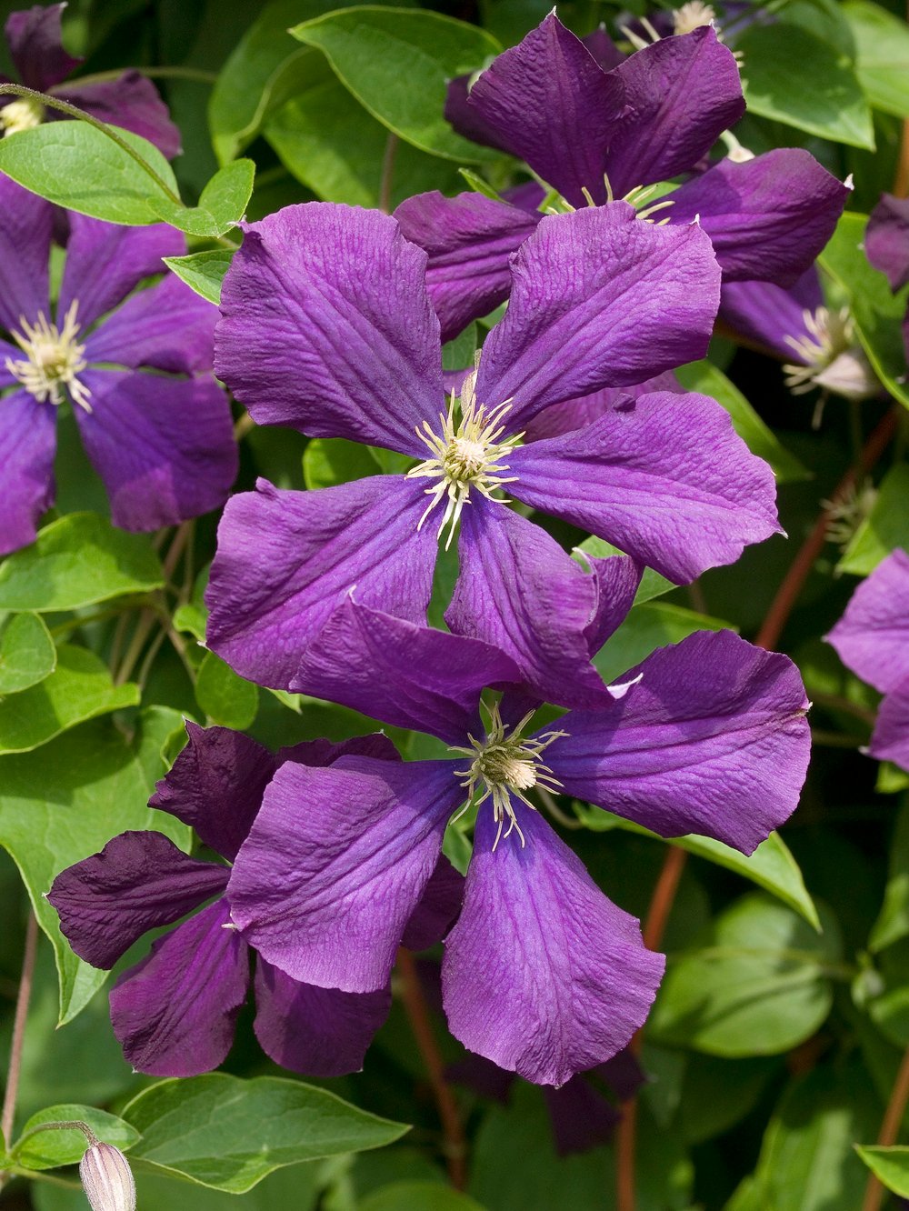 Bosrank - Clematis 'Etoile Violette'