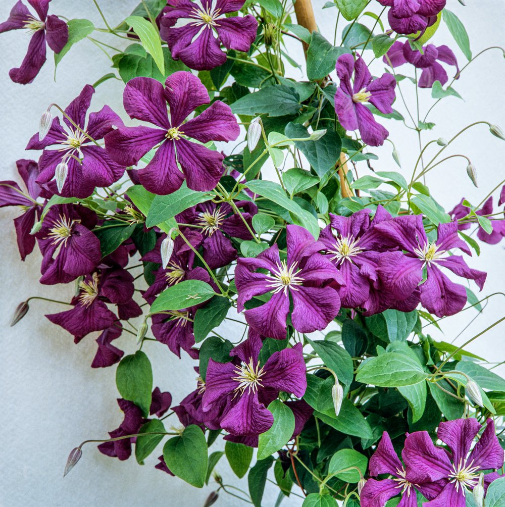 Bosrank - Clematis 'Etoile Violette' - Afbeelding 2