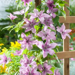 Bosrank - Clematis 'Hagley Hybrid'