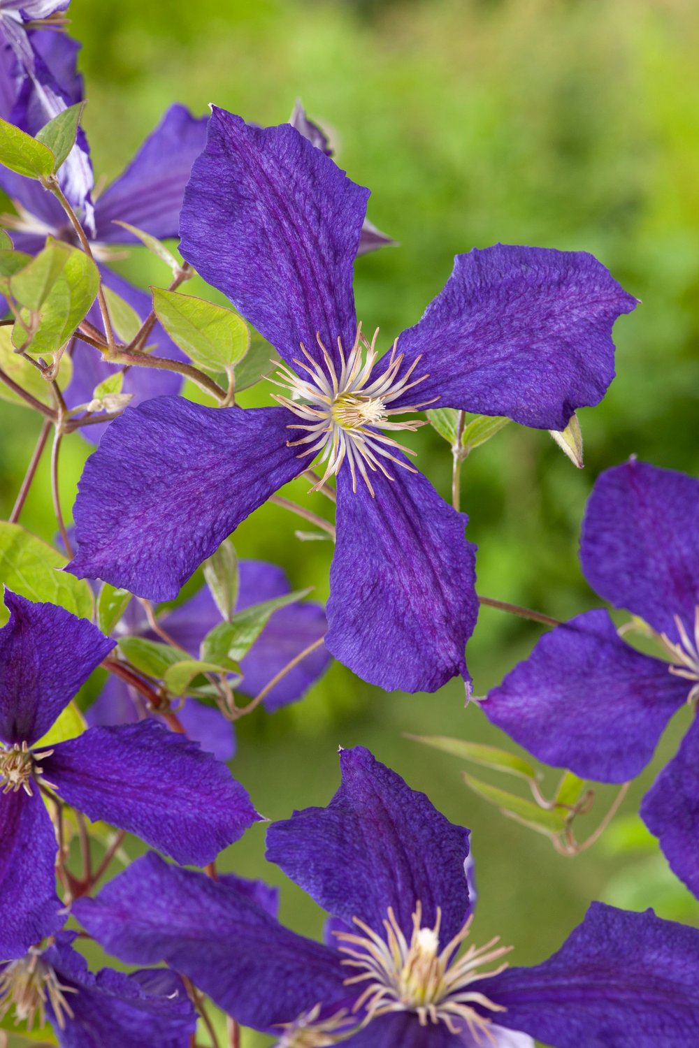 Bosrank - Clematis 'Jackmanii' - Afbeelding 2