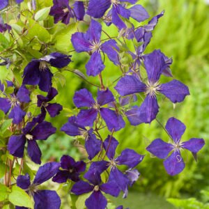 Bosrank - Clematis 'Jackmanii'