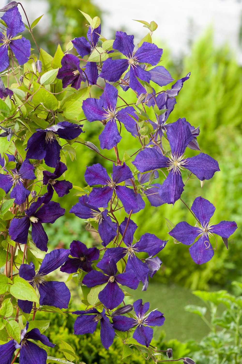 Bosrank - Clematis 'Jackmanii'