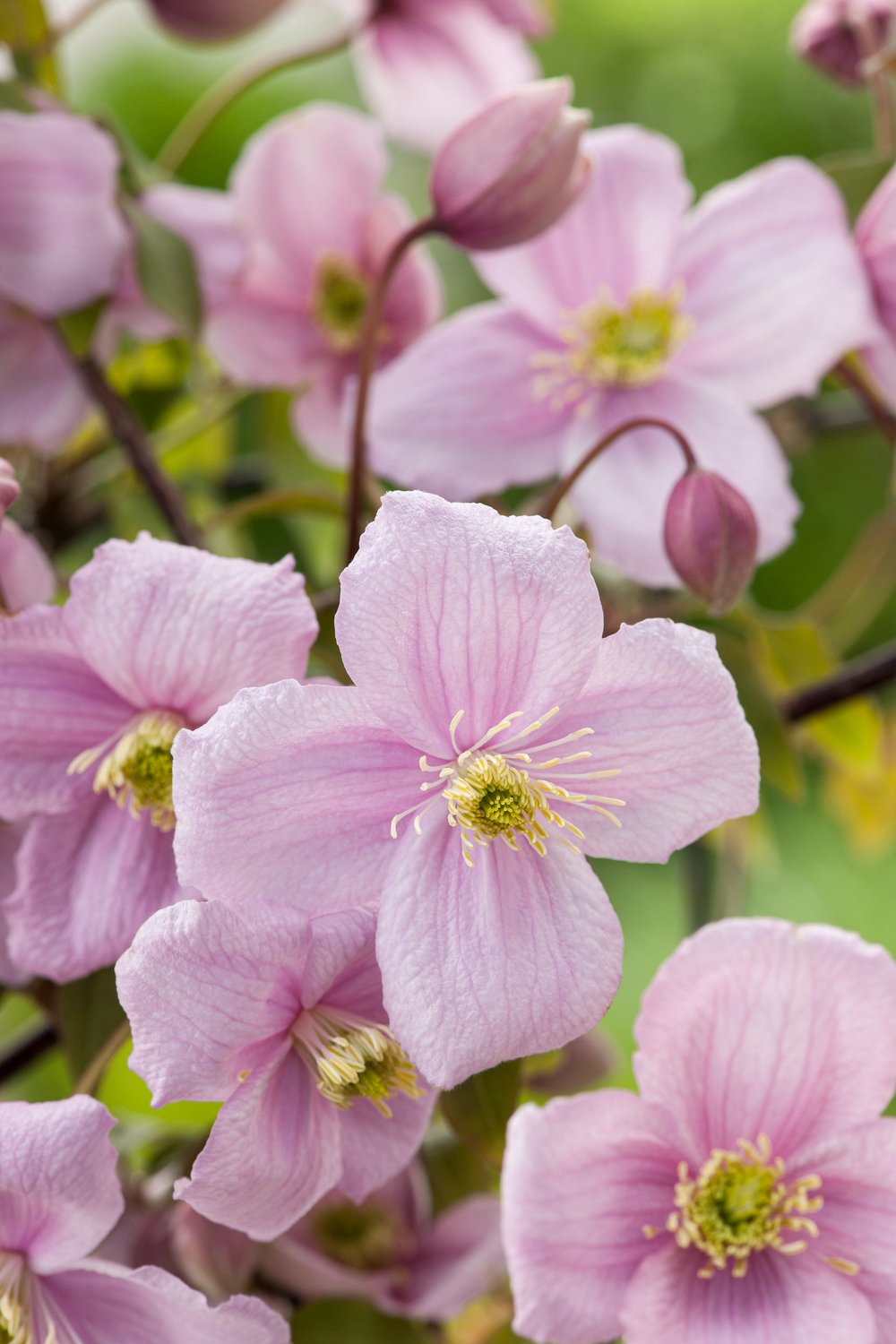Bosrank - Clematis 'Mayleen' - Afbeelding 2