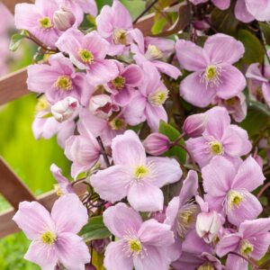 Bosrank - Clematis 'Mayleen'