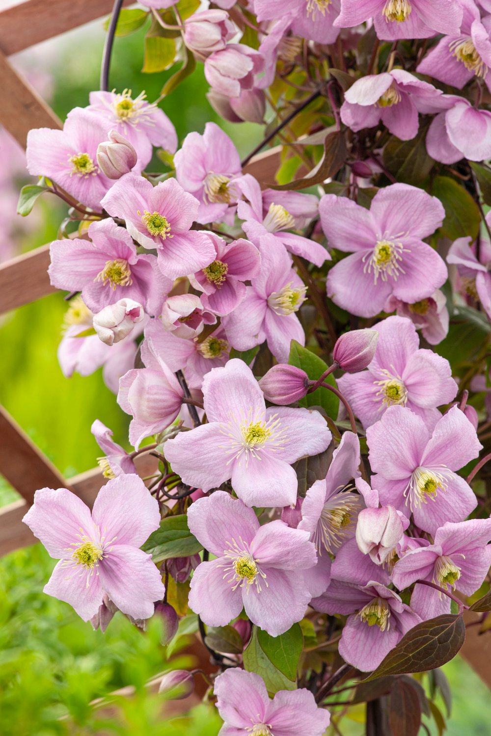 Bosrank - Clematis 'Mayleen'