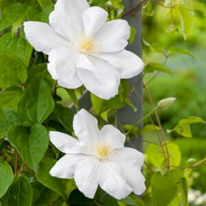 Bosrank - Clematis 'Mevrouw Le Coultre'