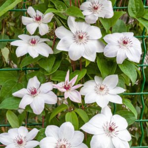 Bosrank - Clematis 'Miss Bateman'