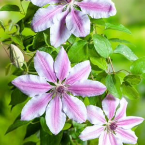 Bosrank - Clematis 'Nelly Moser'