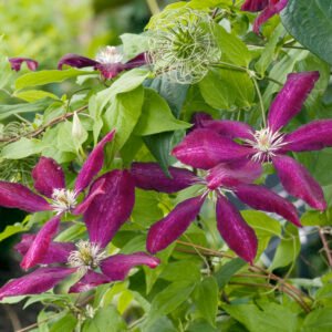 Bosrank - Clematis 'Rouge Cardinal'