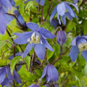 Alpenbosrank - Clematis alpina