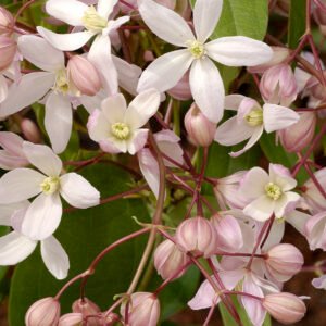 Bosrank - Clematis arm. 'Apple Blossom'