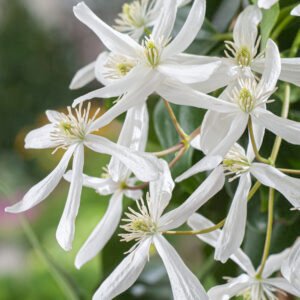 Bosrank - Clematis arm. 'Snowdrift'