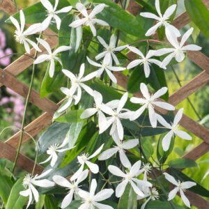Bosrank - Clematis armandii