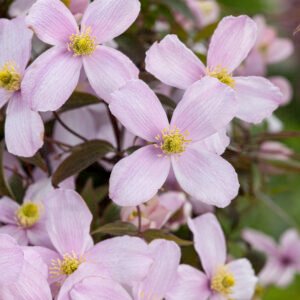 Bosrank - Clematis mont. rubens