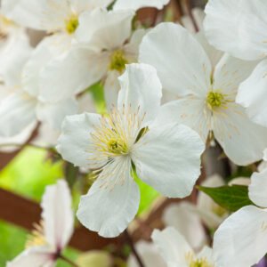 Bosrank - Clematis montana grandiflora
