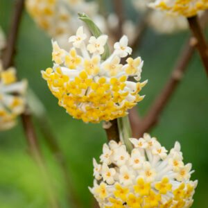 Papierstruik - Edgeworthia chrys. 'Grandiflora'