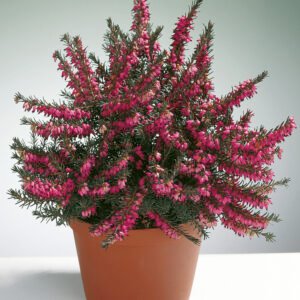 Winterheide - Erica darl. 'Kramer's Rote'