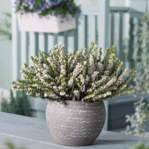 Winterheide - Erica darl. 'White Perfection'