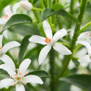 Wasbloem - Eriostemon myoporoides