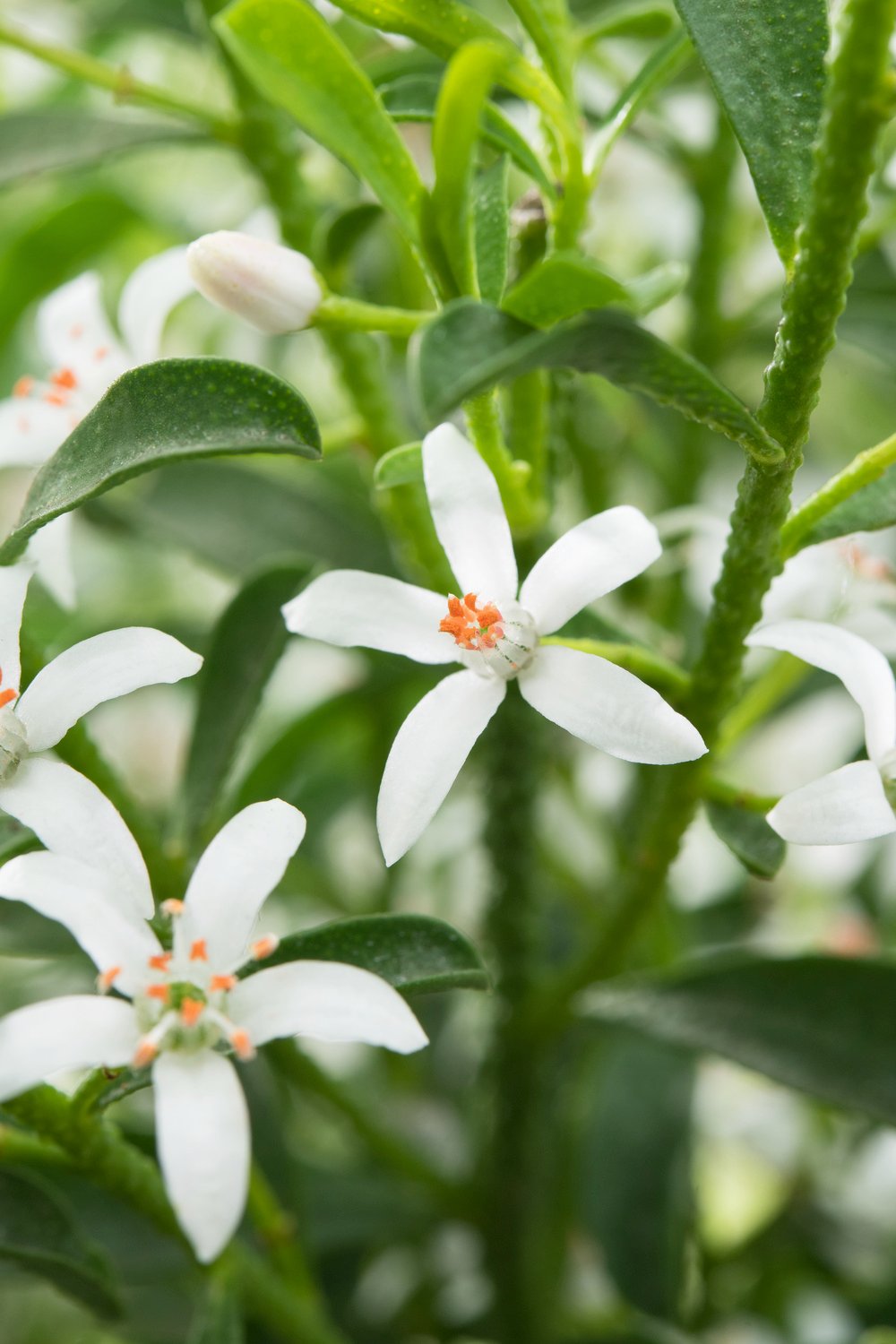 Wasbloem - Eriostemon myoporoides