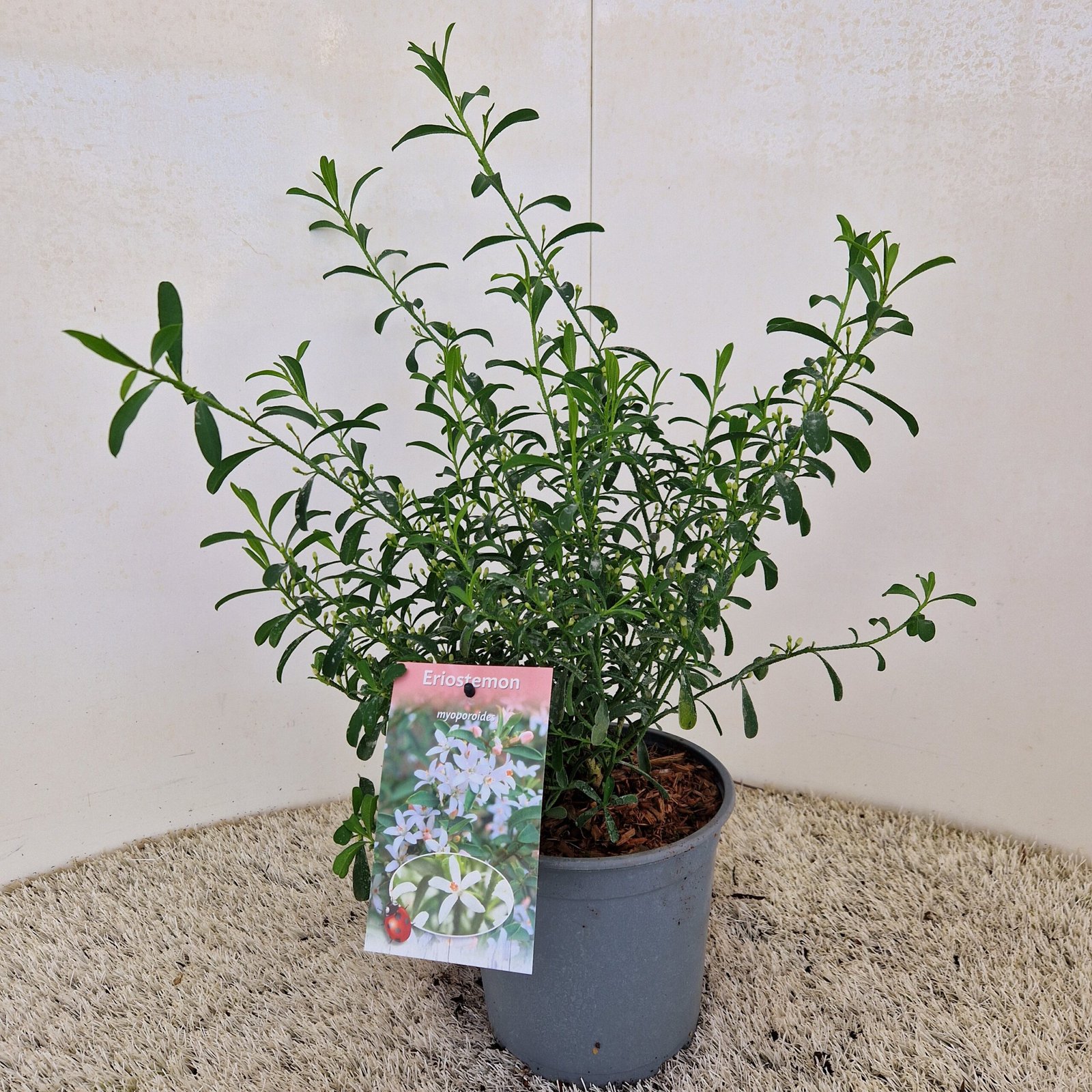 Wasbloem - Eriostemon myoporoides - Afbeelding 4
