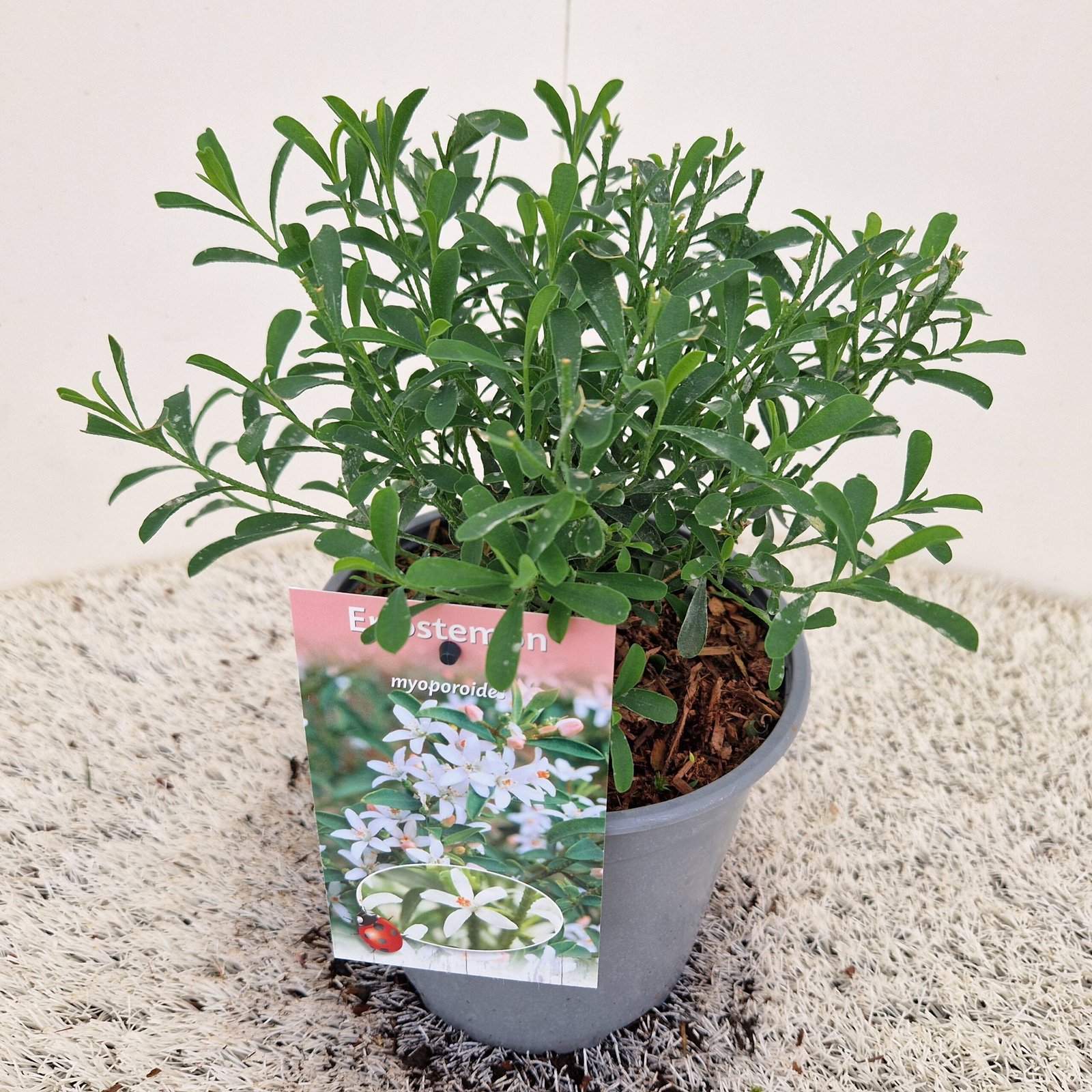 Wasbloem - Eriostemon myoporoides - Afbeelding 3