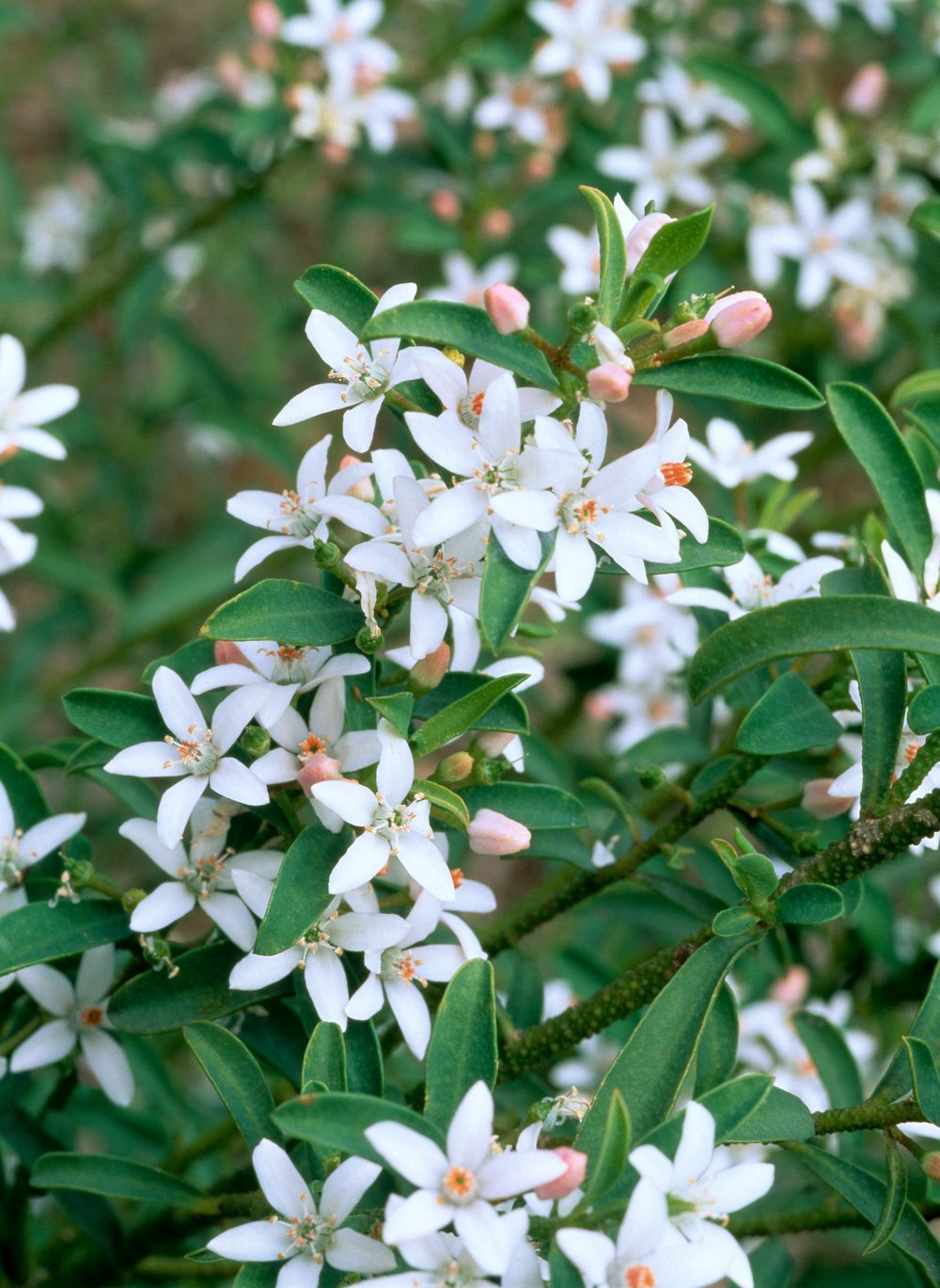 Wasbloem - Eriostemon myoporoides - Afbeelding 2