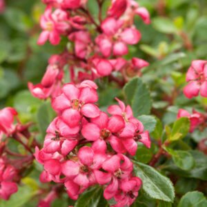 Escallonia - Escallonia 'Red Dream'