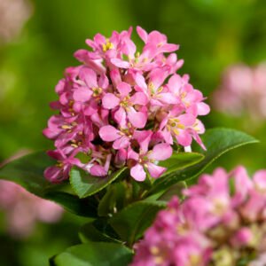 Escallonia - Escallonia laevis Pink Elle