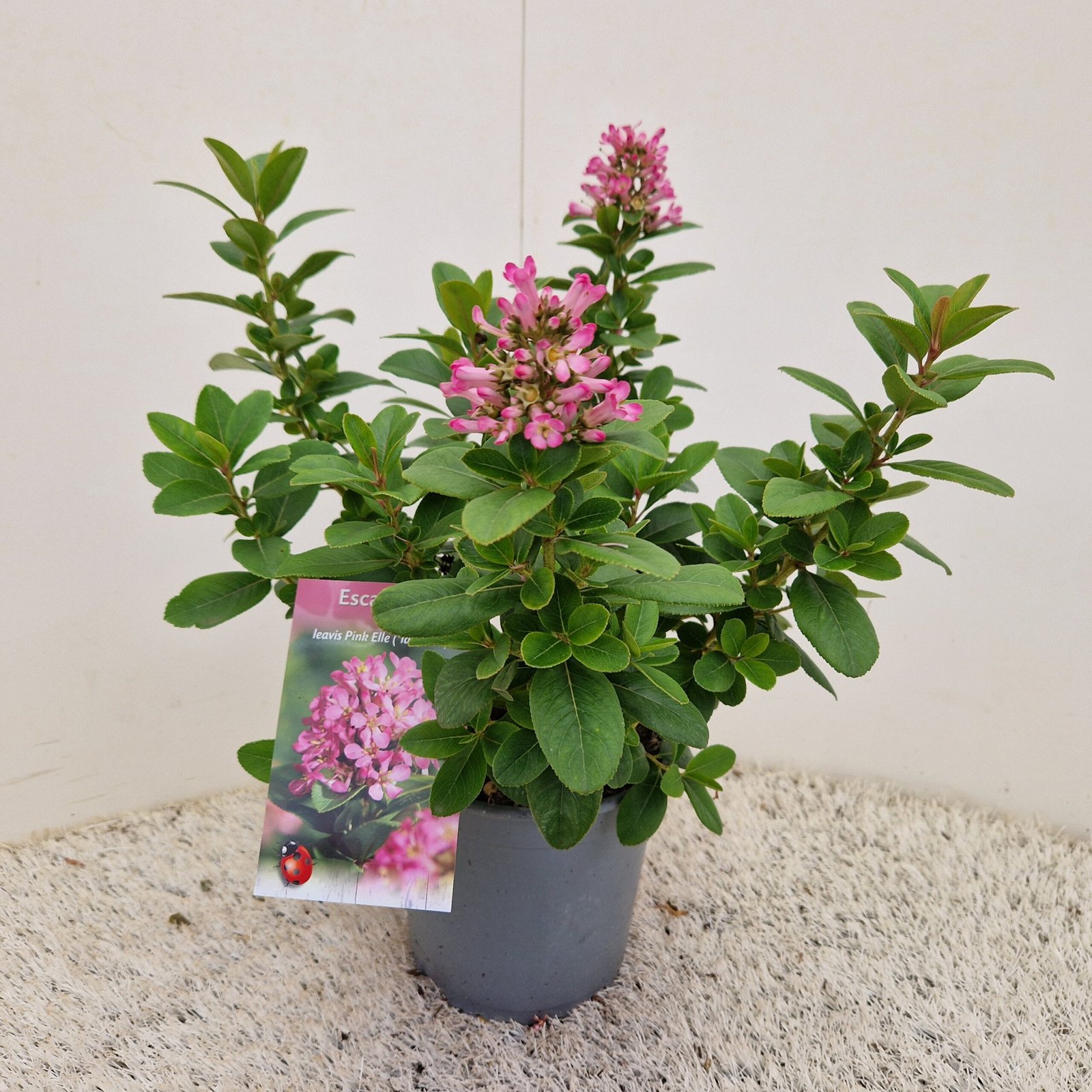 Escallonia - Escallonia laevis Pink Elle - Afbeelding 2