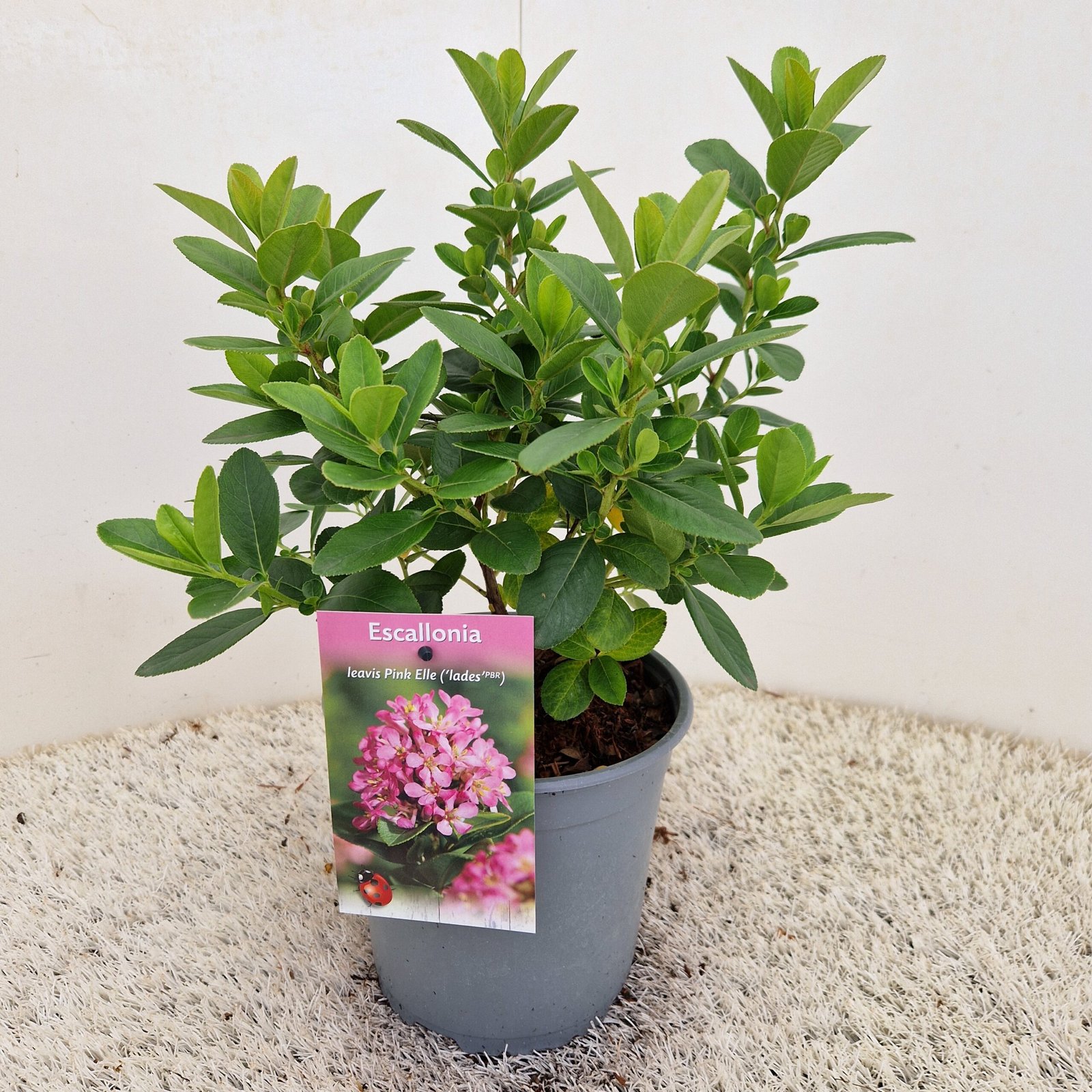 Escallonia - Escallonia laevis Pink Elle - Afbeelding 3