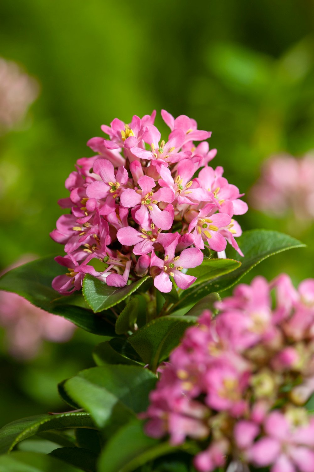 Escallonia - Escallonia laevis Pink Elle