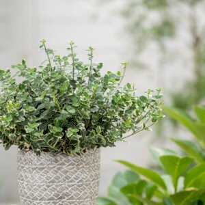 Kardinaalshoed - Euonymus fort. 'Emerald Gaiety'