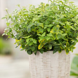 Kardinaalshoed - Euonymus fort. 'Emerald 'n' Gold'