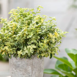 Kardinaalshoed - Euonymus fort. 'Harlequin'