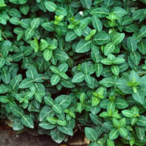 Kardinaalshoed - Euonymus fort. 'Tustin'
