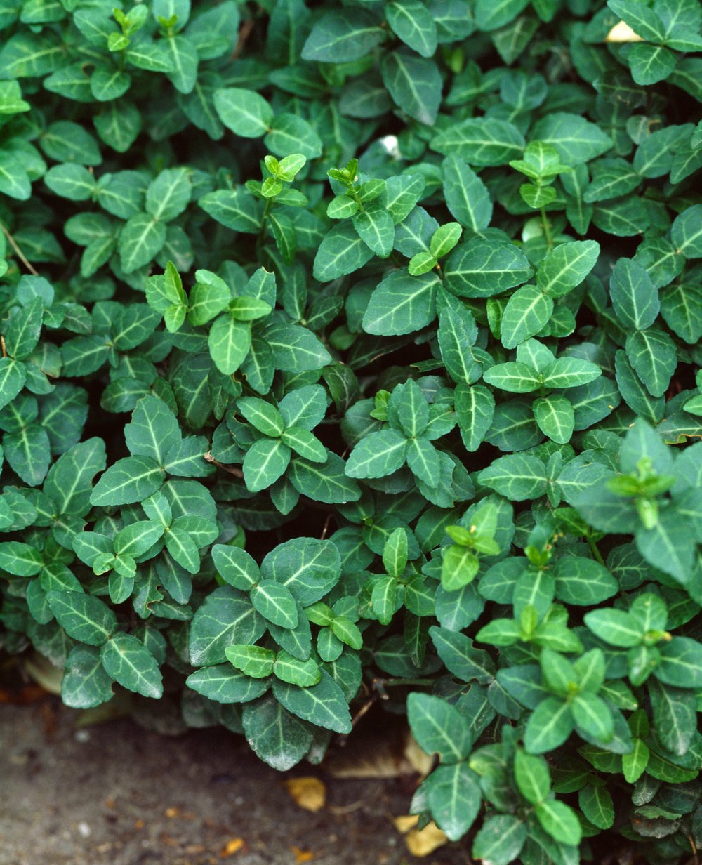 Kardinaalshoed - Euonymus fort. 'Tustin'