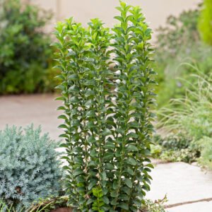 Kardinaalshoed - Euonymus jap. 'Green Rocket'