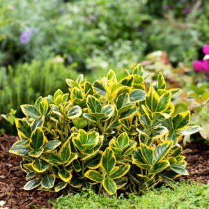 Kardinaalshoed - Euonymus jap. Marieke